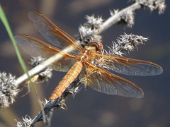 Libellula