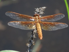 Libellula
