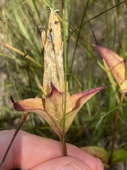 Gentiana rubricaulis