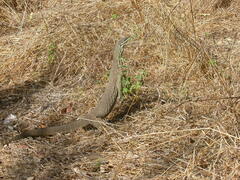 Varanus panoptes panoptes