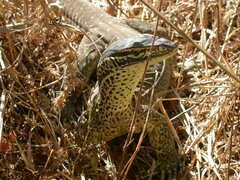 Varanus panoptes panoptes
