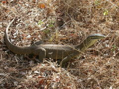 Varanus panoptes panoptes