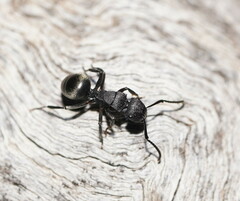 Polyrhachis