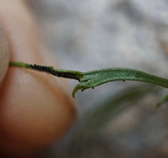 Asplenium septentrionale