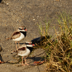 Elseyornis melanops