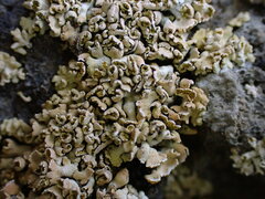 Xanthomendoza