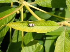Campopleginae