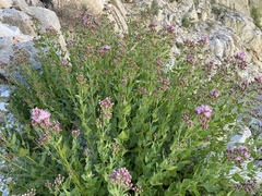 Ageratina occidentalis
