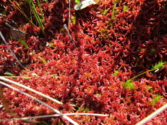 Sphagnum magellanicum