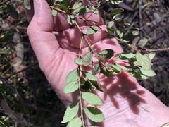Grevillea mucronulata