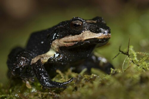 Montane Dirt Frog