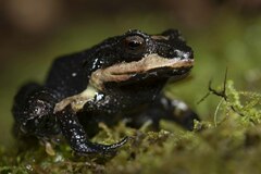 Craugastor aenigmaticus