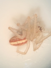 Larinia directa