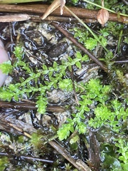 Selaginella eclipes image