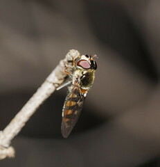 Melangyna viridiceps