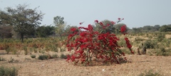 Bougainvillea