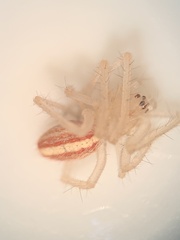 Larinia directa
