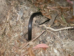 Stegonotus australis