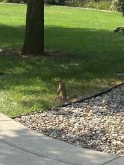 Sciurus niger rufiventer