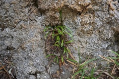 Asplenium septentrionale