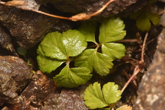 Rubus pedatus