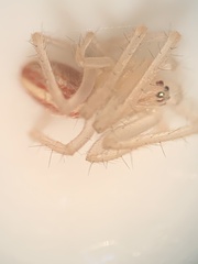Larinia directa