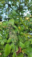 Clematis terniflora