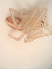 Larinia directa