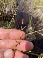 Juncus brachycephalus