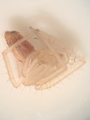 Larinia directa