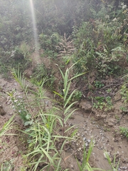 Phragmites japonicus