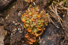 Solorina crocea