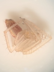 Larinia directa
