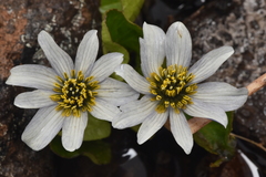 Caltha leptosepala