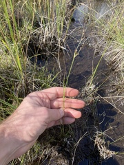 Juncus brachycephalus