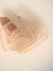 Larinia directa