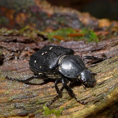 Gnorimus variabilis