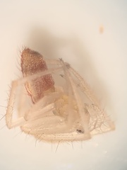 Larinia directa