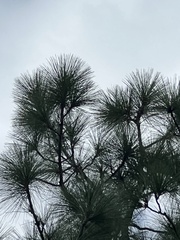 Pinus palustris