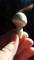 Agaricus bisporus