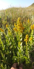 Solidago mollis