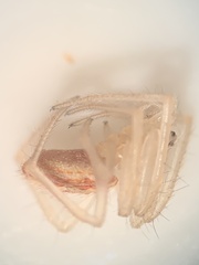 Larinia directa