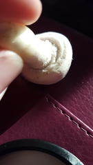 Agaricus bisporus