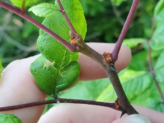 Zanthoxylum americanum