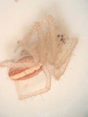 Larinia directa