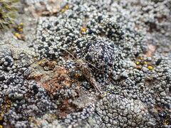 Archaeognatha