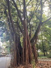 Ficus elastica