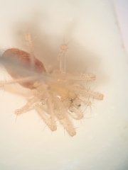 Larinia directa