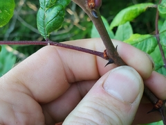 Zanthoxylum americanum