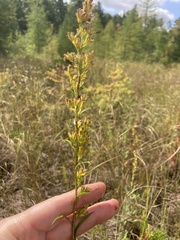 Solidago uliginosa